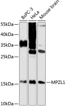 MPZL1 Rabbit Polyclonal Antibody