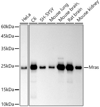Mras Rabbit Monoclonal Antibody