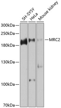 MRC2 Rabbit Polyclonal Antibody