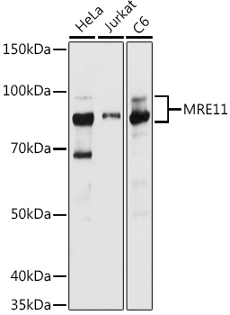 MRE11 Rabbit Polyclonal Antibody