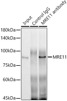 MRE11 Rabbit Polyclonal Antibody - Image 2
