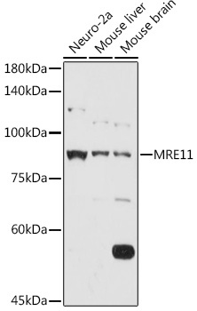 MRE11 Rabbit Polyclonal Antibody - Image 2
