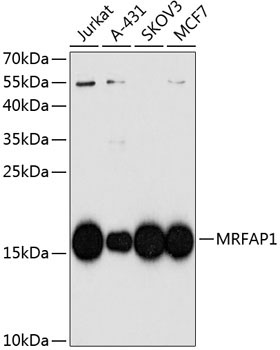 MRFAP1 Rabbit Polyclonal Antibody