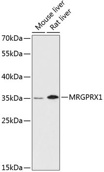 MRGPRX1 Rabbit Polyclonal Antibody