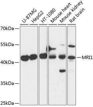 MRI1 Rabbit Polyclonal Antibody