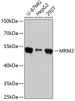 MRM3 Rabbit Polyclonal Antibody