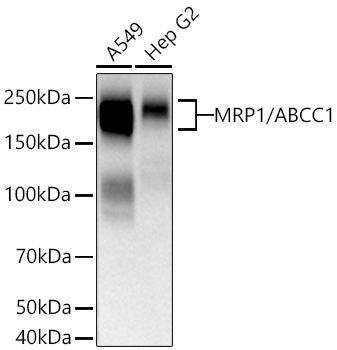 MRP1/ABCC1 Rabbit Monoclonal Antibody