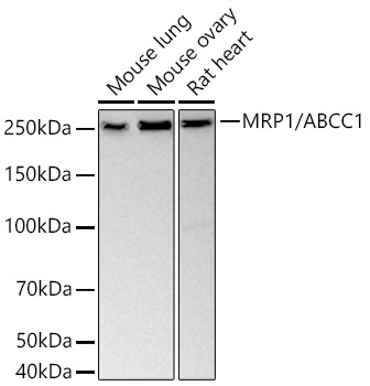 MRP1/ABCC1 Rabbit Monoclonal Antibody - Image 2