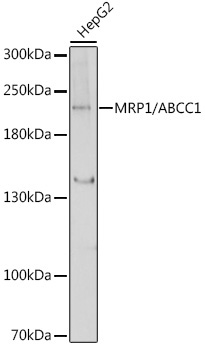 MRP1/ABCC1 Rabbit Polyclonal Antibody