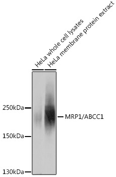 MRP1/ABCC1 Rabbit Polyclonal Antibody - Image 2