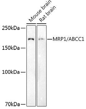 MRP1/ABCC1 Rabbit Polyclonal Antibody