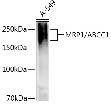 MRP1/ABCC1 Rabbit Polyclonal Antibody - Image 2