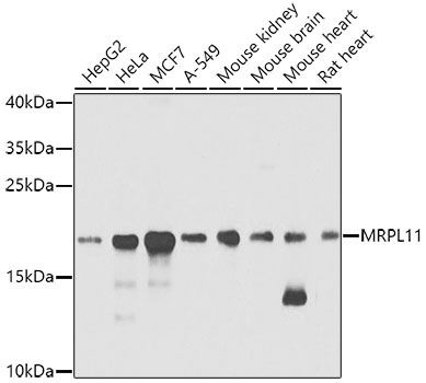 MRPL11 Rabbit Polyclonal Antibody