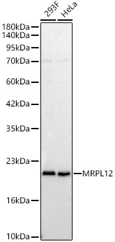 MRPL12 Rabbit Polyclonal Antibody