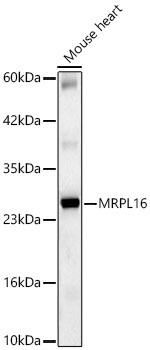 MRPL16 Rabbit Polyclonal Antibody