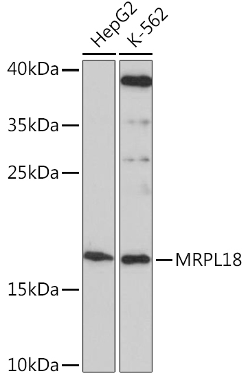 MRPL18 Rabbit Polyclonal Antibody