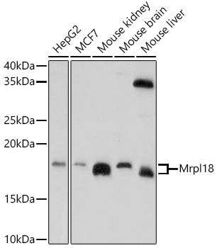Mrpl18 Rabbit Polyclonal Antibody