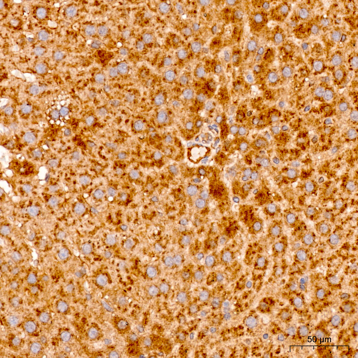 MRPL19 Rabbit Polyclonal Antibody