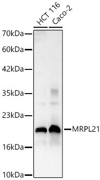 MRPL21 Rabbit Polyclonal Antibody
