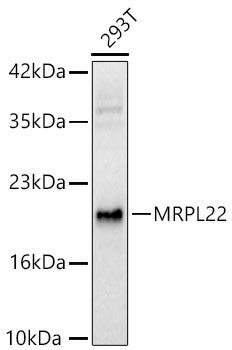 MRPL22 Rabbit Polyclonal Antibody