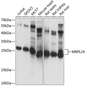 MRPL24 Rabbit Polyclonal Antibody