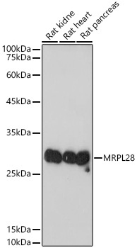 MRPL28 Rabbit Monoclonal Antibody - Image 2