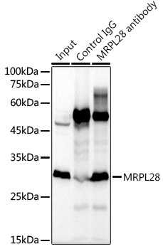 MRPL28 Rabbit Monoclonal Antibody - Image 3