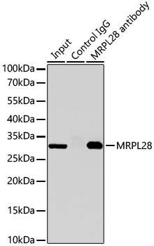 MRPL28 Rabbit Monoclonal Antibody - Image 4