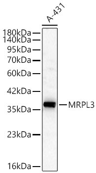 MRPL3 Rabbit Polyclonal Antibody
