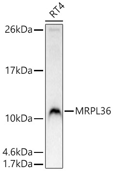 MRPL36 Rabbit Polyclonal Antibody