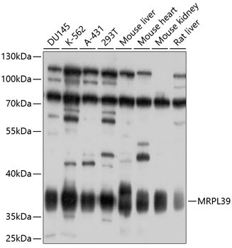 MRPL39 Rabbit Polyclonal Antibody