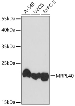 MRPL40 Rabbit Polyclonal Antibody