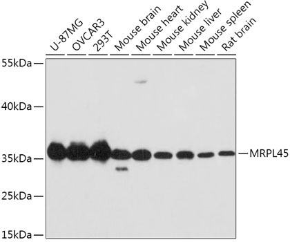 MRPL45 Rabbit Polyclonal Antibody