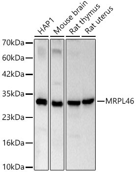 MRPL46 Rabbit Polyclonal Antibody