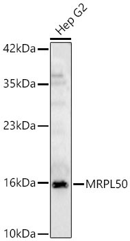 MRPL50 Rabbit Polyclonal Antibody