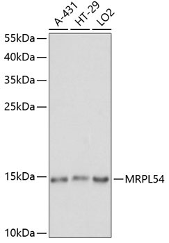 MRPL54 Rabbit Polyclonal Antibody