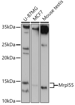 Mrpl55 Rabbit Polyclonal Antibody