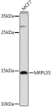 MRPL55 Rabbit Polyclonal Antibody