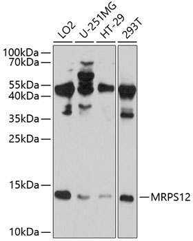 MRPS12 Rabbit Polyclonal Antibody