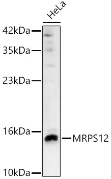 MRPS12 Rabbit Polyclonal Antibody