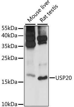 MRPS14 Rabbit Polyclonal Antibody