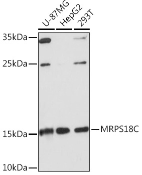 MRPS18C Rabbit Polyclonal Antibody