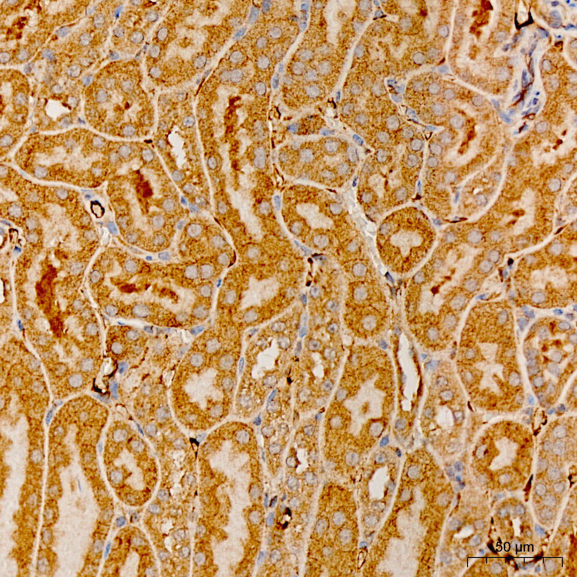 MRPS21 Rabbit Polyclonal Antibody