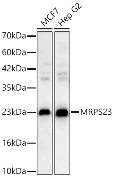 MRPS23 Rabbit Polyclonal Antibody