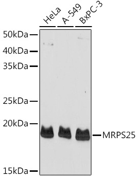MRPS25 Rabbit Polyclonal Antibody