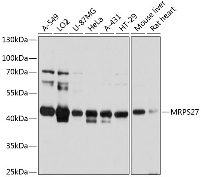 MRPS27 Rabbit Polyclonal Antibody