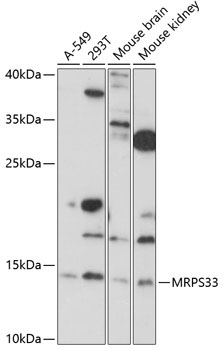 MRPS33 Rabbit Polyclonal Antibody