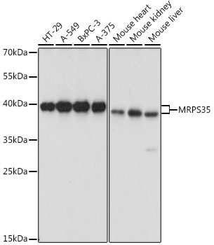 MRPS35 Rabbit Polyclonal Antibody