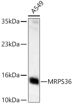 MRPS36 Rabbit Polyclonal Antibody