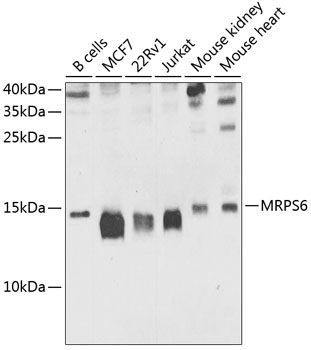 MRPS6 Rabbit Polyclonal Antibody